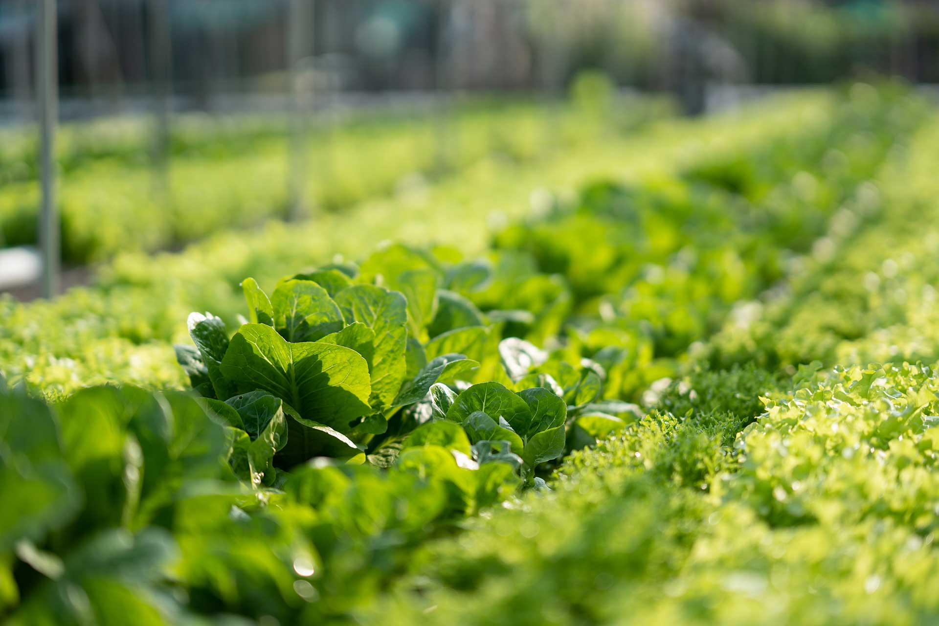 Green vegetation — symbolizing growth in recycling markets